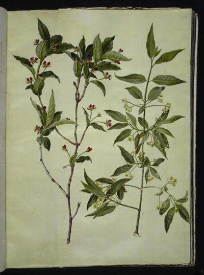 Lonicera alpigena (alpint getblad); Euonymus europaeus (vanlig benved) av Hans Simon Holtzbecker
