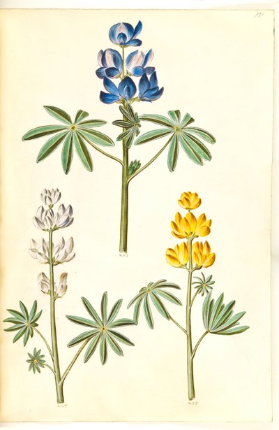Hårig varg (blå lupin); Vit lupin (hvid lupin); Gul lupin (gul lupin) av Hans Simon Holtzbecker