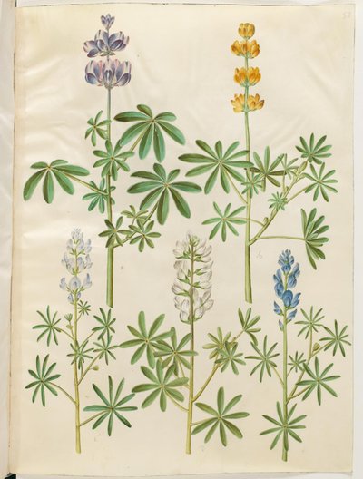 Hårig varg (blå lupin); Gul lupin (gul lupin); Lupin narrowfolius (smalbladig lupin); Vit lupin (hvid lupin) av Hans Simon Holtzbecker