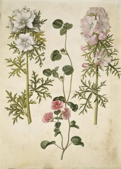 Malva moschata (mysktak); Malva eller Malope (art af katost eller malope) av Hans Simon Holtzbecker