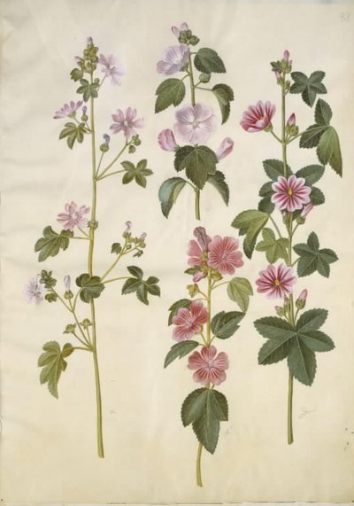 Malva sylvestris (vanlig kattost); Lavatera thuringiaca (tysk poppelros) av Hans Simon Holtzbecker