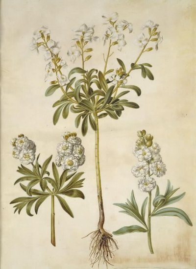 Matthiola Incana (vinter-levkøj) av Hans Simon Holtzbecker