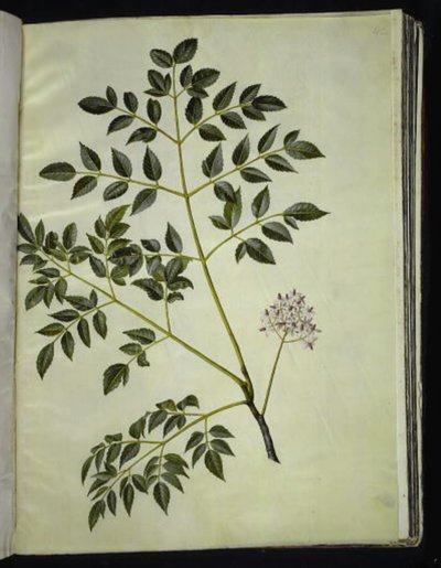 Melia azedarach (paternostertræ) av Hans Simon Holtzbecker