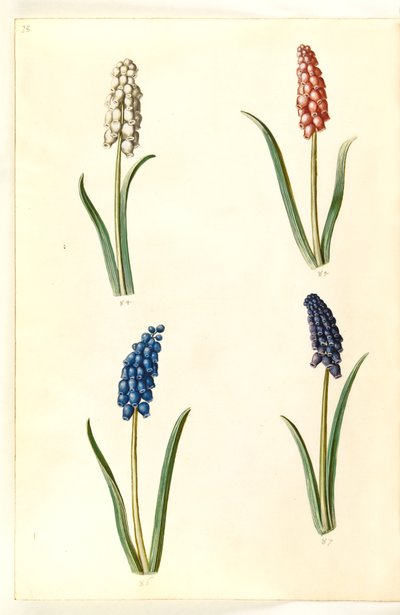 Muscari botryoides (vanlig pärlhyacint) av Hans Simon Holtzbecker