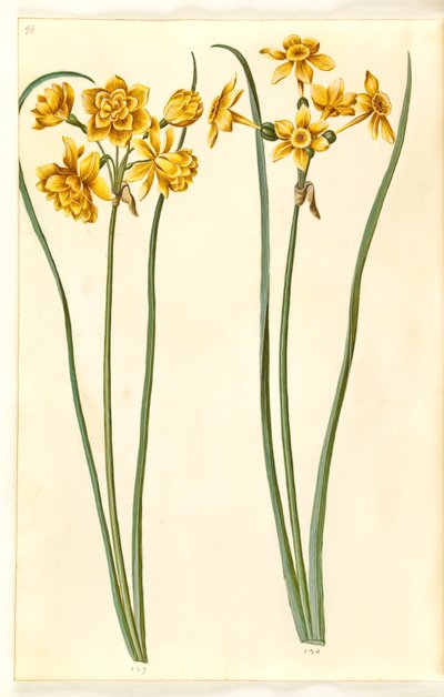 Narcissus jonquilla (siv-narcis) av Hans Simon Holtzbecker