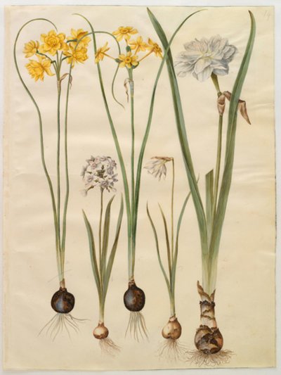 Narcissus jonquilla (siv-narcis); Narcissus tazetta (tazet); Narcissus pseudonarcissus moschatus (mysk-narcissus); poetisk narcissus (pinselilje) av Hans Simon Holtzbecker