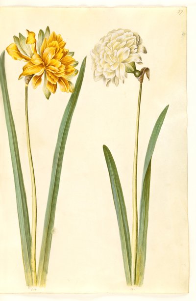 Narcissus pseudonarcissus (påsklilja) av Hans Simon Holtzbecker