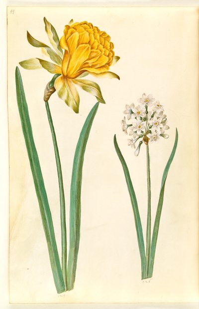 Narcissus pseudonarcissus (påsklilja); Narcissus tazetta (tazet) av Hans Simon Holtzbecker
