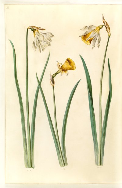 Narcissus pseudonarcissus moschatus (mysk-narcissus); Narcissus bulbocodium (krinolin-narcissus); Narcissus pseudonarcissus (påskelilje) av Hans Simon Holtzbecker