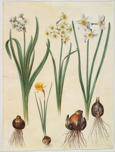 Narcissus tazetta; Narcissus orientalis; Corbularia bulbocodium av Hans Simon Holtzbecker