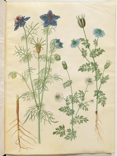 Nigella hispanica (djävulen i busken); Nigella sativa (svart spiskummin) av Hans Simon Holtzbecker