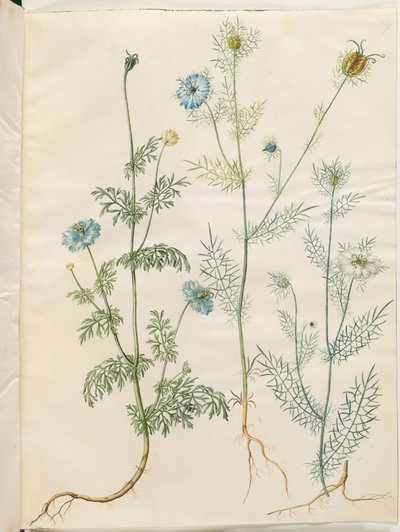 Nigella sativa (svart spiskummin); Nigella damascena (jungfru i det gröna) av Hans Simon Holtzbecker