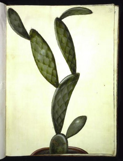 Opuntia monacantha av Hans Simon Holtzbecker