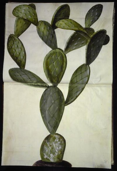 Opuntia monacantha av Hans Simon Holtzbecker