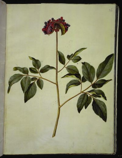 Hanpion (rose-silkeplante) av Hans Simon Holtzbecker