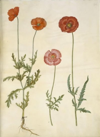 Papaver dubium (staketvallmo); Papaver rhoeas (kornvallmo) av Hans Simon Holtzbecker