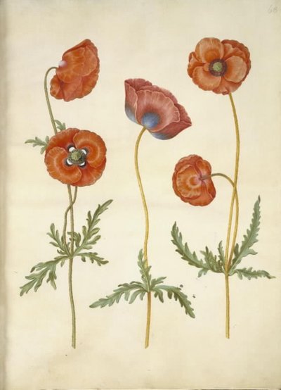 Papaver rhoeas (kornvallmo) av Hans Simon Holtzbecker