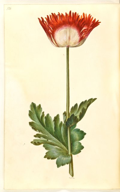 Opiumvallmo (opiumvallmo) av Hans Simon Holtzbecker