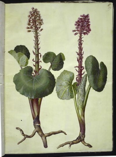 Petasites hybridus (röd hästsko) av Hans Simon Holtzbecker