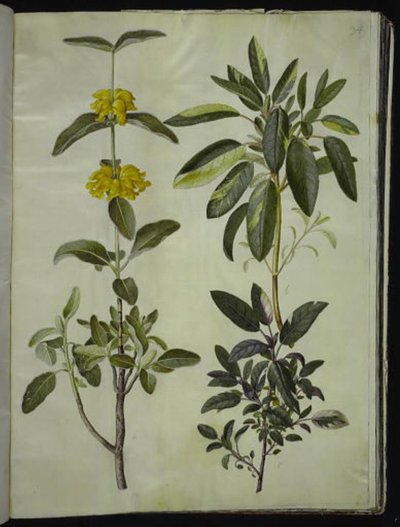 Phlomis fruticosa (vanlig snapdragon); Salvia officinalis (salvia) av Hans Simon Holtzbecker