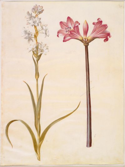 Polianthes tuberosa (tuberos); Amaryllis belladonna (belladonnalilje) av Hans Simon Holtzbecker