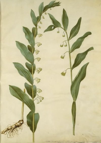 Polygonatum multiflorum (stor konval); Polygonatum odoratum (kantet konval) av Hans Simon Holtzbecker