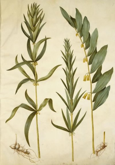 Polygonatum verticillatum (krans-konval); Polygonatum multiflorum (stor konval) av Hans Simon Holtzbecker