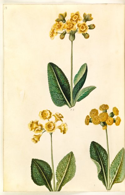 Primula ×polyantha (?); Vårprimörer (?) av Hans Simon Holtzbecker