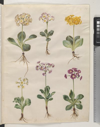 Primula ×pubescens Wulfen (har öronbågar) av Hans Simon Holtzbecker
