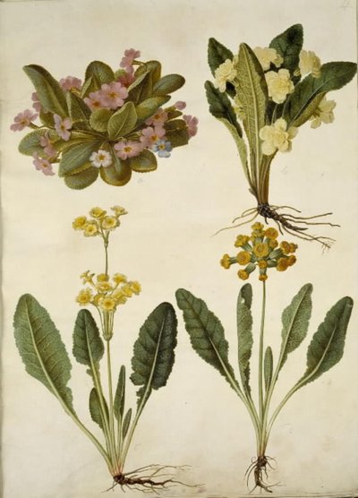 Primula vulgaris (carnival cowslip); Primula vulgaris (hybrid av storblommig primula); Primula veris (hybrid med hålhalsad cowpea) av Hans Simon Holtzbecker
