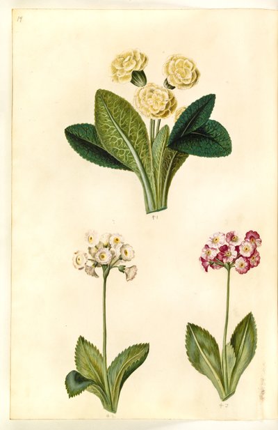 Primula vulgaris (storblommig kohals); Primula ×pubescens (trädgårdsörn) av Hans Simon Holtzbecker