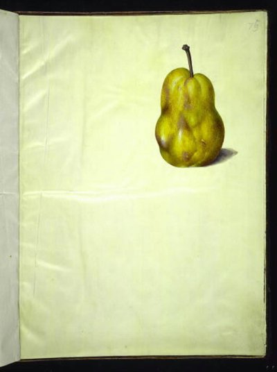 Pyrus communis (vanligt päron) av Hans Simon Holtzbecker