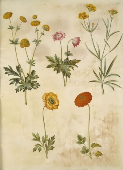 Ranunculus acris (guldknap-ranunkel); Anemone nemorosa (hvid anemone); Ranunculus Illyricus (stäpp-ranunkel); Ranunculus asiatica (har ranunkel) av Hans Simon Holtzbecker