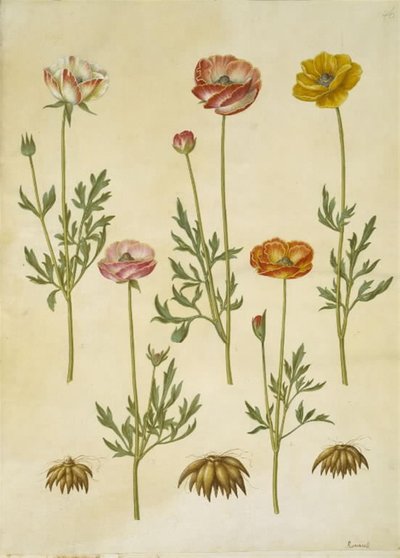 Ranunculus asiatica (har ranunkel) av Hans Simon Holtzbecker