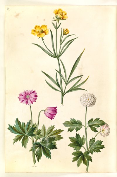 Ranunculus Illyricus (stäpp-ranunkel); Skogsanemon (hvid anemon) av Hans Simon Holtzbecker