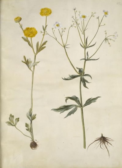 Ranunculus monspeliacus (silkessmörblomma); Ranunculus aconitifolius (Ranunculus aconitifolius) av Hans Simon Holtzbecker