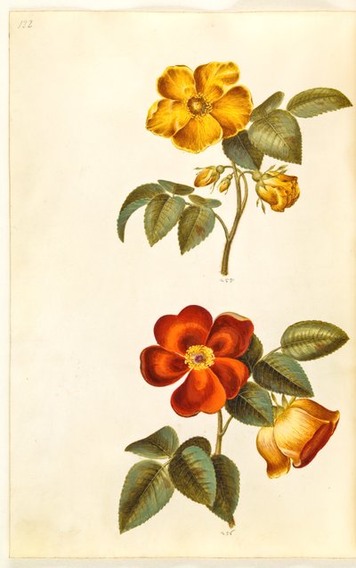 Rosa foetida (gul rose); Rosa foetida (tyrkisk rose) av Hans Simon Holtzbecker