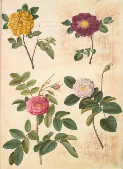 Rosa hemisphaerica (svavelgul ros); Rosa gallica (sammetsrosa); Rosa ×damascena (damascenros) av Hans Simon Holtzbecker