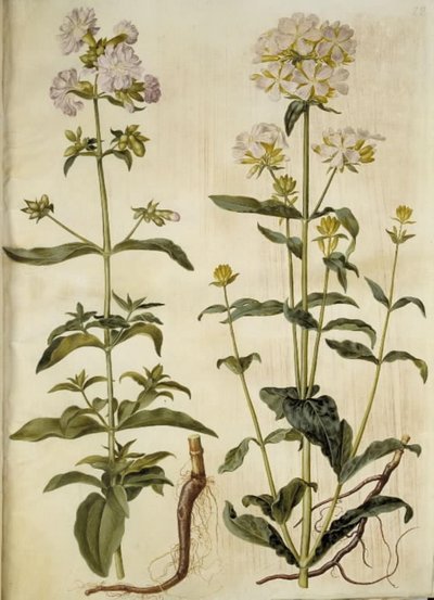 Saponaria officinalis (vanlig tvålört) av Hans Simon Holtzbecker