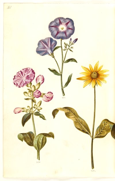 Saponaria officinalis (vanlig tvålört); Convolvulus tricolor (jungfrukjol); Helianthus (?) (solrosarter) av Hans Simon Holtzbecker