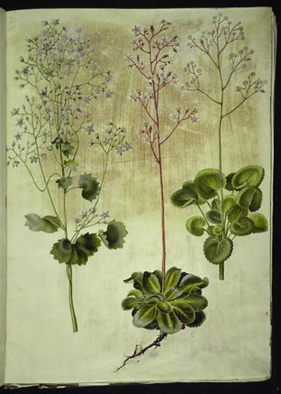 Saxifraga rotundifolia (rundbladig stenört); Saxifraga umbrosa (Shadow Saxifrage); Saxifraga geum (porslinsblomma) av Hans Simon Holtzbecker