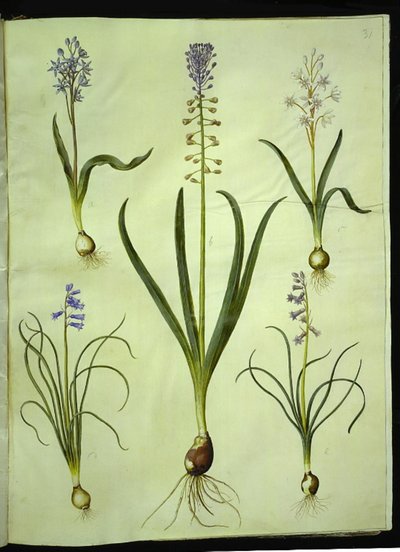 Scilla bifolia (tvåbladig scilla); Muscari comosum (skymningshyacint); Brimeura amethystina (pyrenisk hyacint) av Hans Simon Holtzbecker