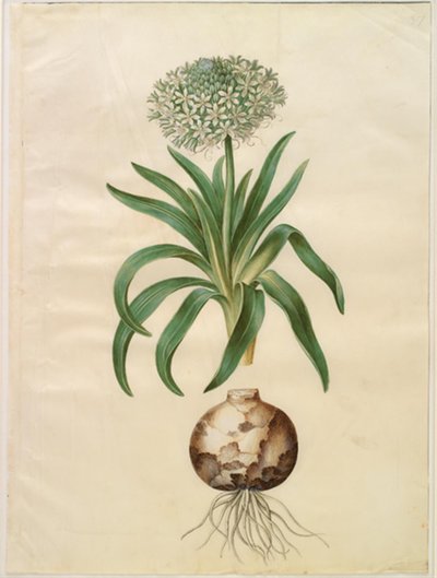 Scilla peruviana (jätte scilla) av Hans Simon Holtzbecker