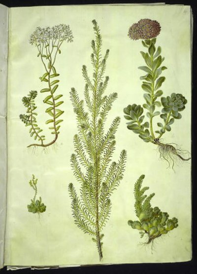 Sedum album (vit stenört); Sedum anacampseros (rundbladig stenört); Sedum (stenört); Suaeda vera (buskgåsfot); Sedum rupestre (bergstenört) av Hans Simon Holtzbecker