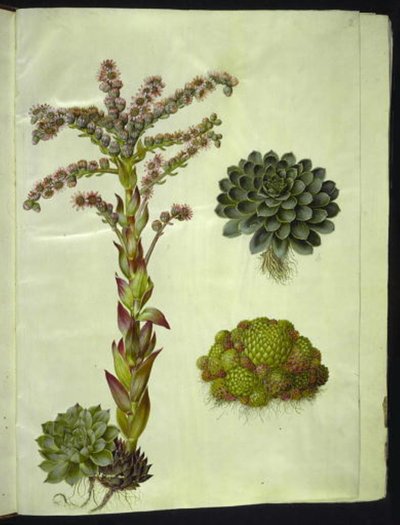 eviga tak (almindelig husløg); berg sempervivum (bjerg-husløg) av Hans Simon Holtzbecker