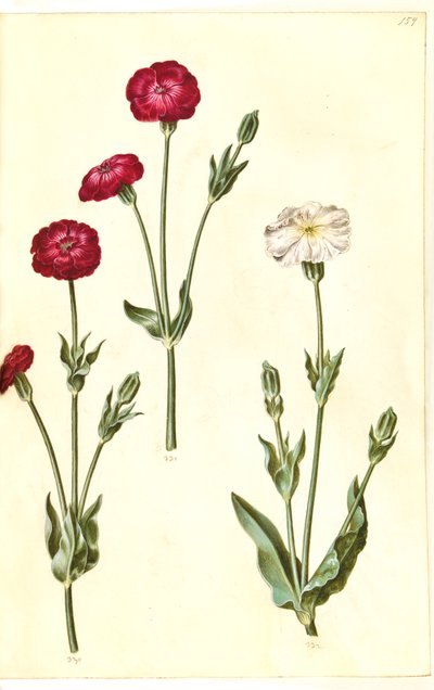 Silene coronaria (krona sjöborre) av Hans Simon Holtzbecker