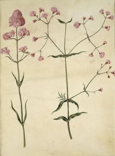 Silene viscaria (vanlig tjärnejlika); Silene (korkkrona) av Hans Simon Holtzbecker