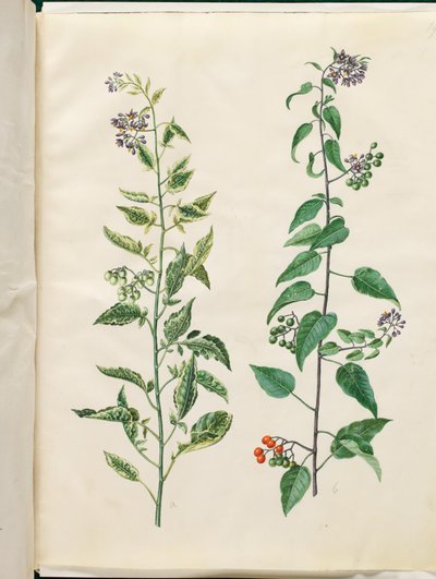 Solanum dulcamara (bittersöt nattskugga) av Hans Simon Holtzbecker