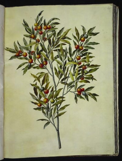 Solanum pseudocapsicum (Jerusalem-korallträd) av Hans Simon Holtzbecker