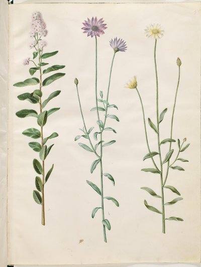 Spiraea salicifolia (pilebladed spirea); Catananche blå (blå rasleblomst) av Hans Simon Holtzbecker